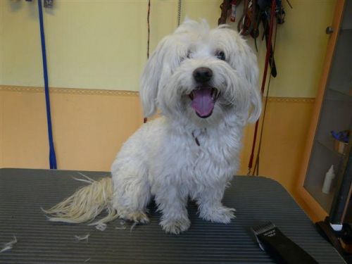 Fifi a havanese