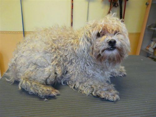 Tigris a havanese