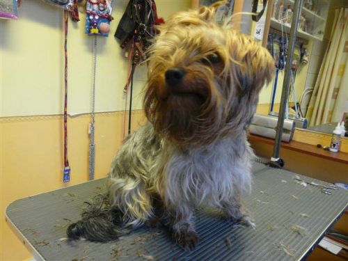 Maszat a yorki