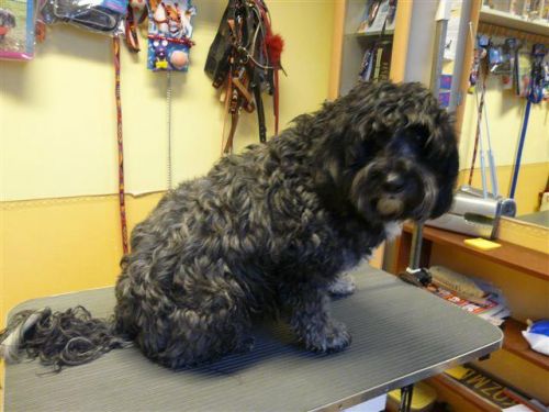 Csuti a tibet terrier