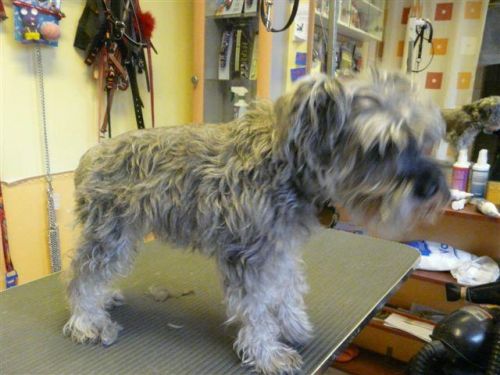 Pepper a törpe schnauzer
